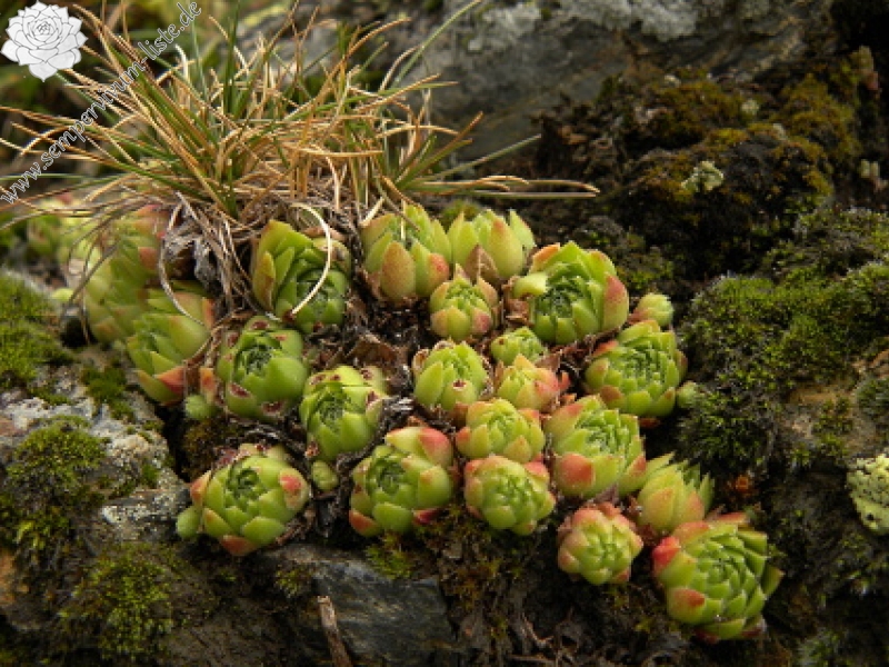 montanum x S. tectorum from Col du Tourmalet (unterhalb)