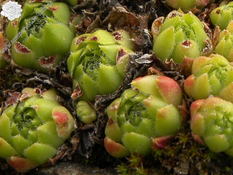 montanum x S. tectorum from Col du Tourmalet (unterhalb)