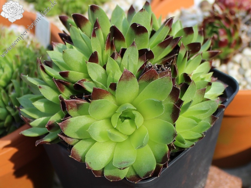 nixonii (xkwediana) x S. heuffelii