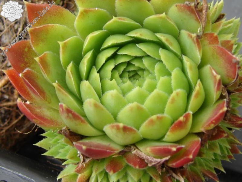 nixonii (xkwediana) x S. heuffelii