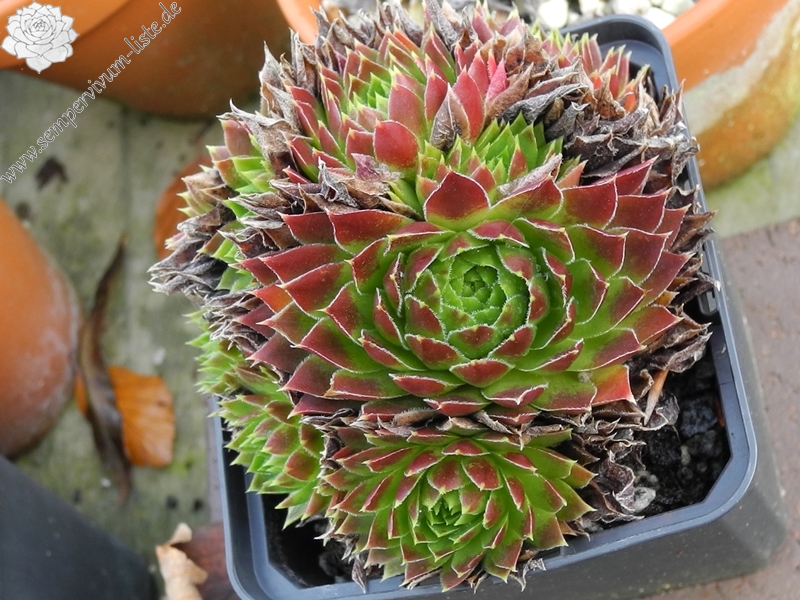 nixonii (xkwediana) x S. heuffelii