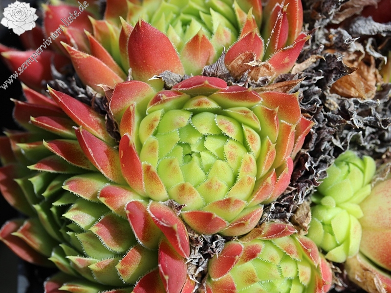 nixonii (xkwediana) x S. heuffelii