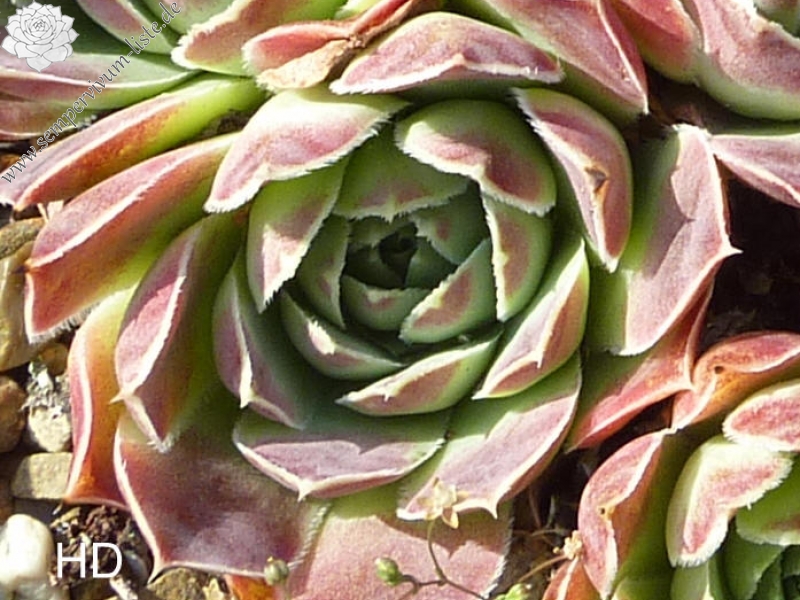 heuffelii from Maje e Ostrovicës (I)