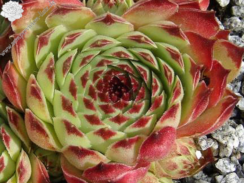 calcareum from Col de la St. Michel (Typ B)