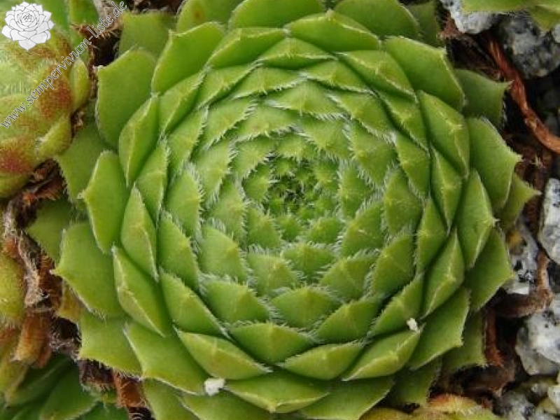 dolomiticum from Seekofelhütte