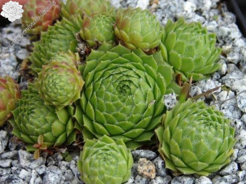 dolomiticum from Seekofelhütte