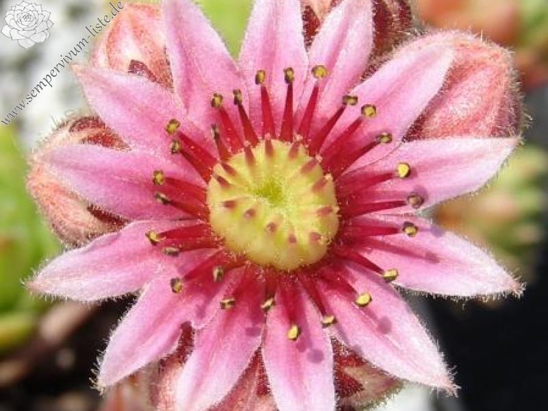 dolomiticum from Seekofelhütte