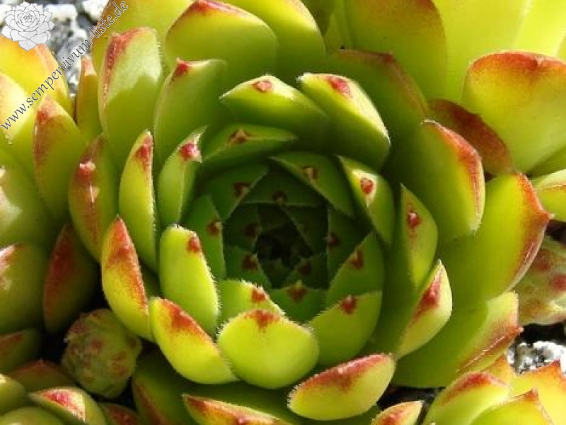 cantabricum ssp. urbionense from Berezales