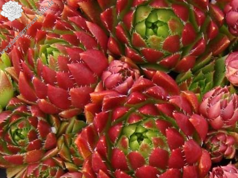 globiferum ssp. hirtum from Pusté sedlo Machnaté Typ B