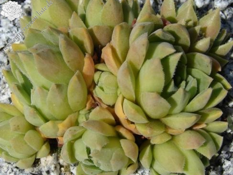 feigeanum (cf.) from Rize (PH1292)