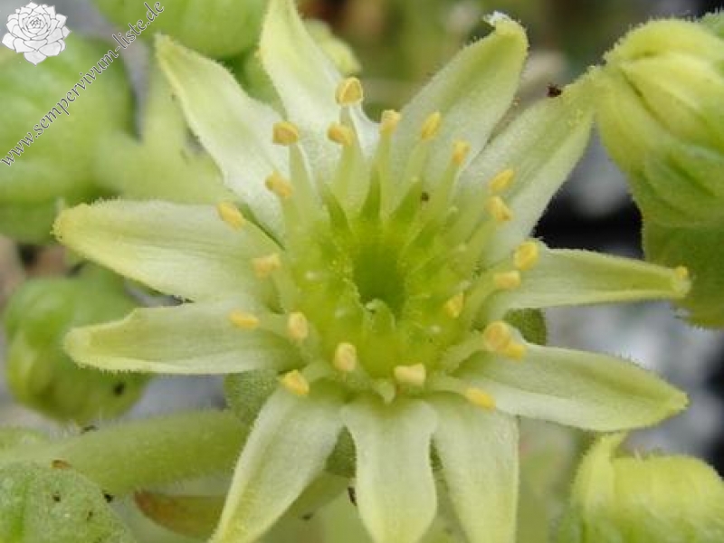 feigeanum (cf.) from Rize (PH1292)