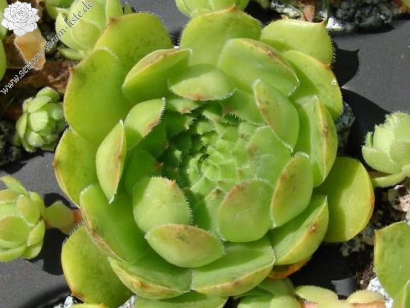 glabrifolium cf. from Mt. Aragac (Typ PH1308)