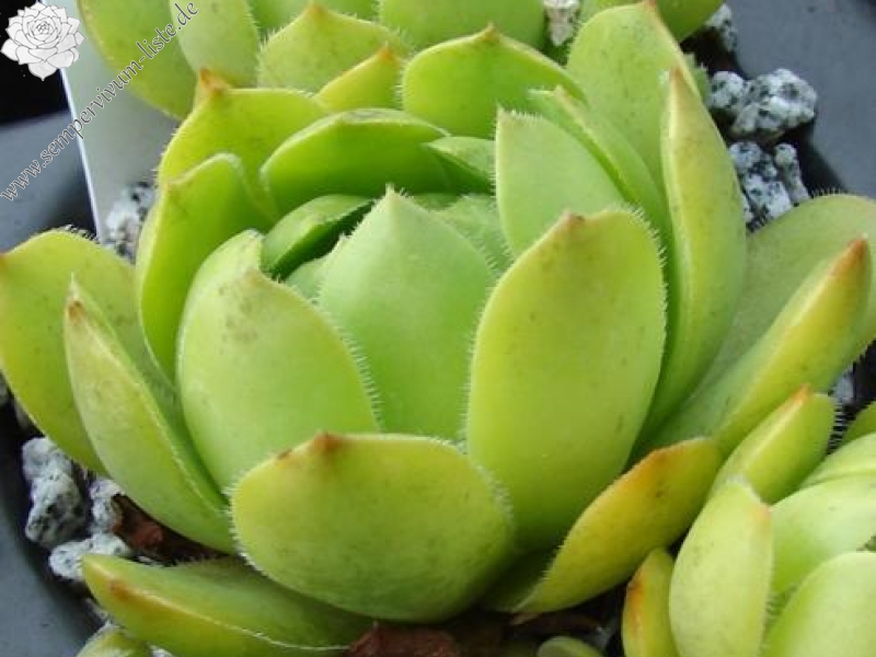 glabrifolium cf. from Mt. Aragac (Typ PH1308)