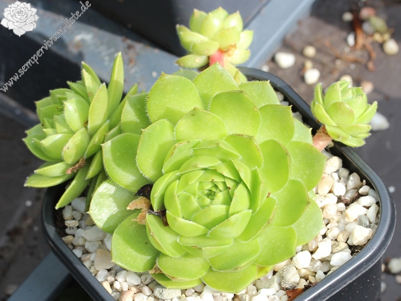 glabrifolium cf. from Mt. Aragac (Typ PH1308)