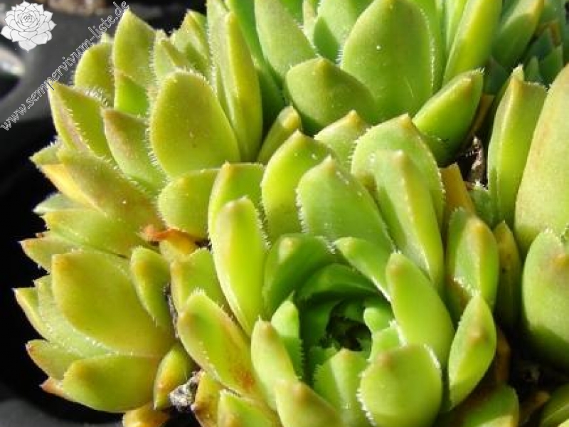 feigeanum from Rize (PH1318)