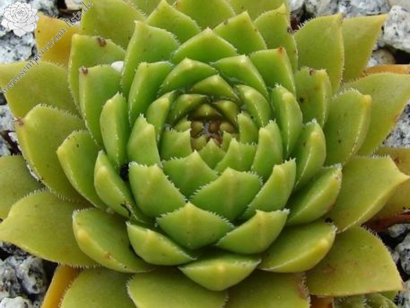 feigeanum from Rize (PH1318)