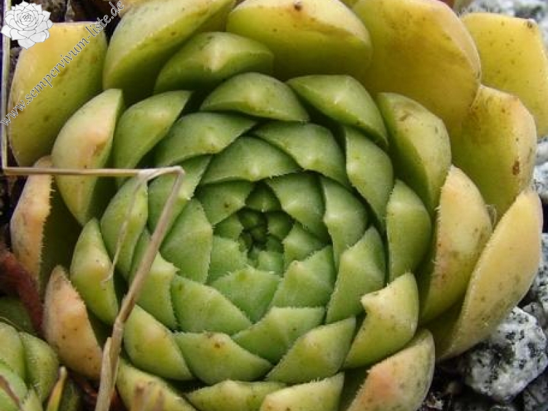 feigeanum (cf.) from Rize (PH1340)