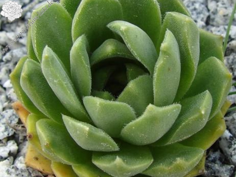 feigeanum (cf.) from Rize (PH1340)