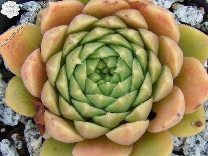 feigeanum (cf.) from Rize (PH1340)