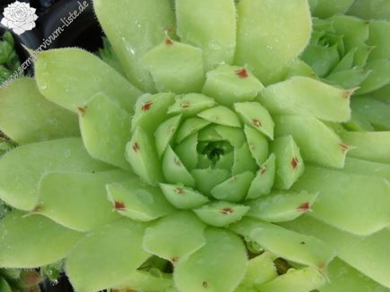 calcareum from Col du Noyer (PH1423)