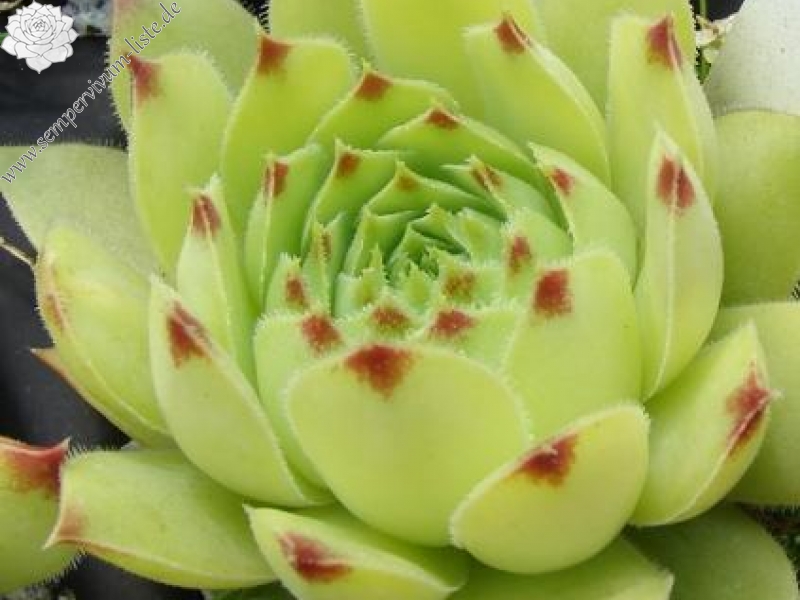 calcareum from Gréolières-les-Neiges