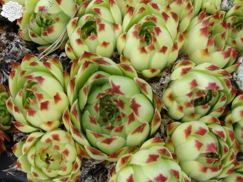 calcareum from Madone d'Utelle