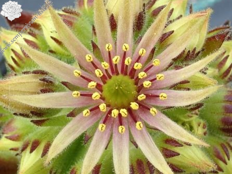 christii from Domodossola