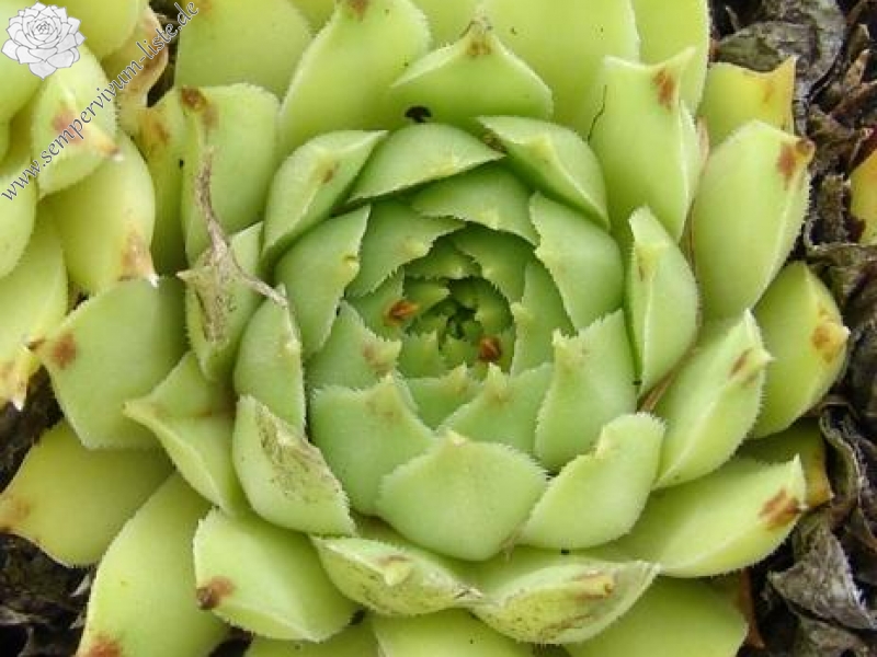 "calcareum (""pale form"") 5