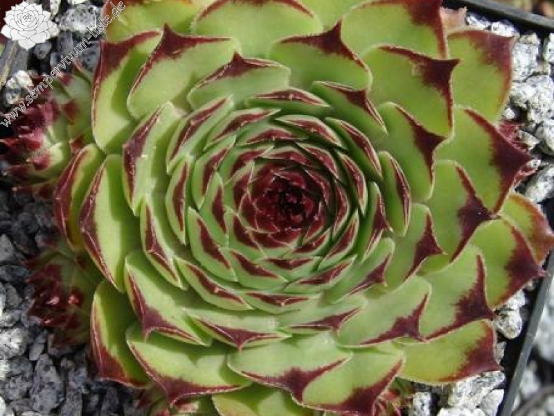 calcareum from Col de Gleize (Typ PH426)