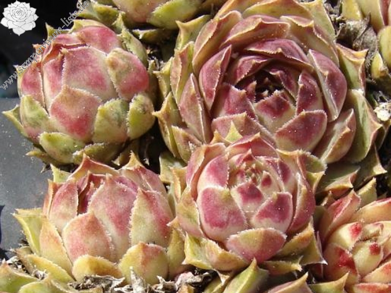 fauconnetii (villosum)