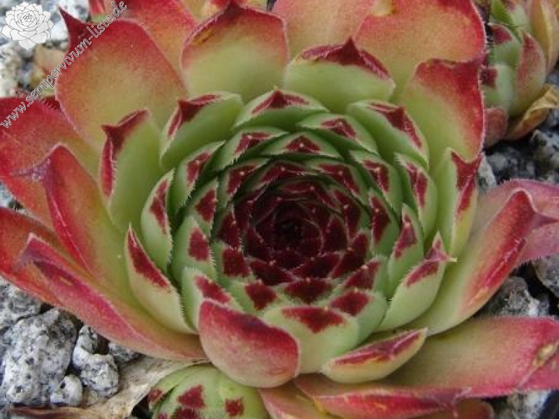 calcareum from Gorges sup. du Cians