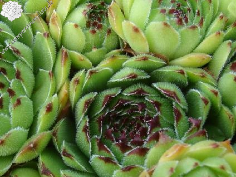 cantabricum ssp. cantabricum from Majada de Camburero