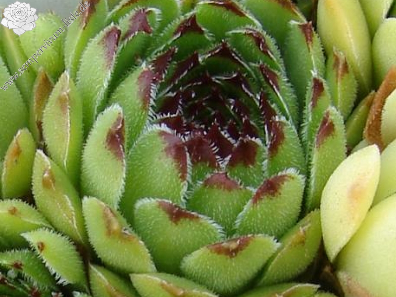 cantabricum ssp. cantabricum from Majada de Camburero