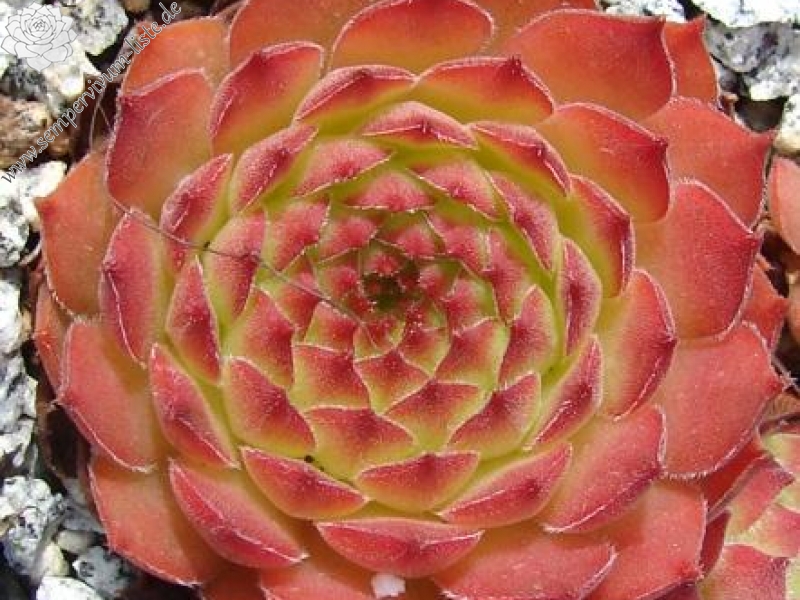 gillianii cf. from Ilgaz Dagi (Typ PH8058)