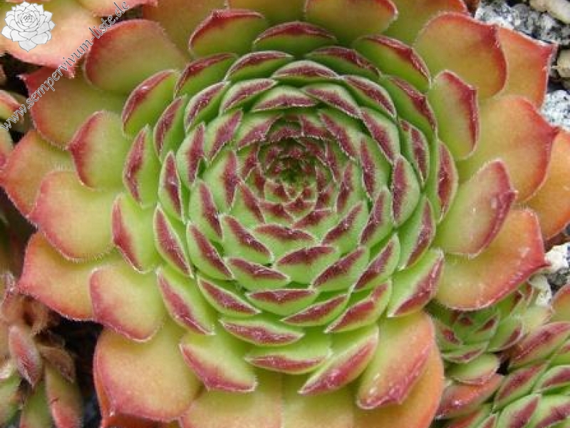 gillianii cf. from Ilgaz Dagi (Typ PH8058)