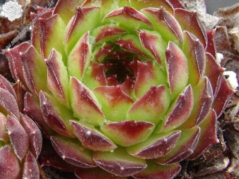 gillianii cf. from Ilgaz Dagi (Typ PH8058)