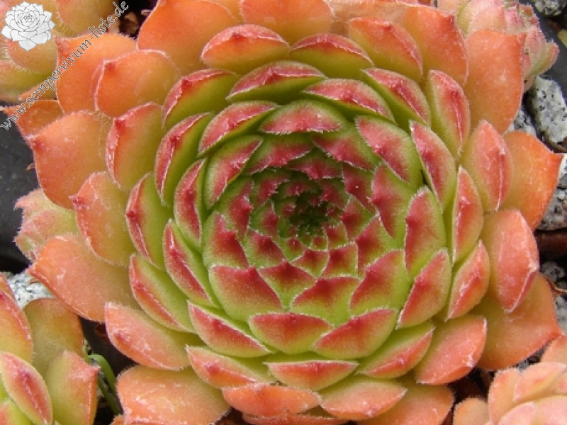 gillianii cf. from Ilgaz Dagi (Typ PH8058)