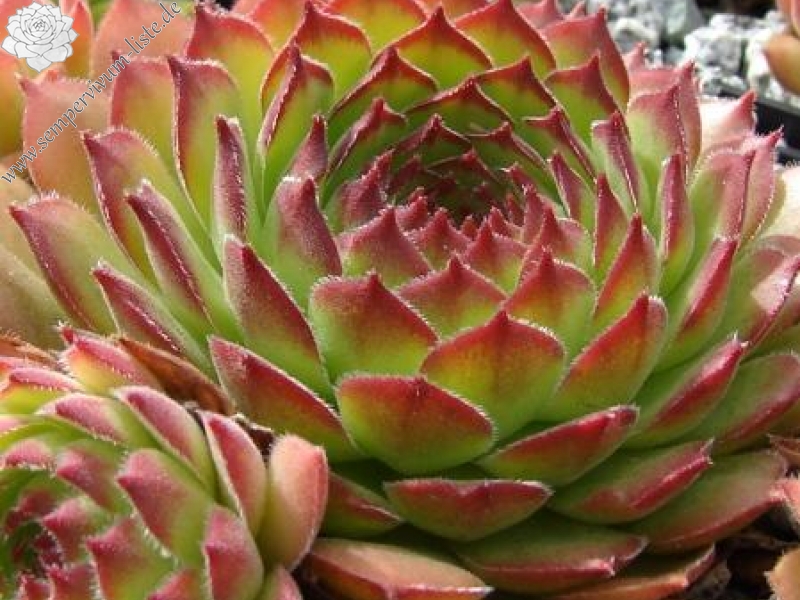 gillianii cf. from Ilgaz Dagi (Typ PH8058)