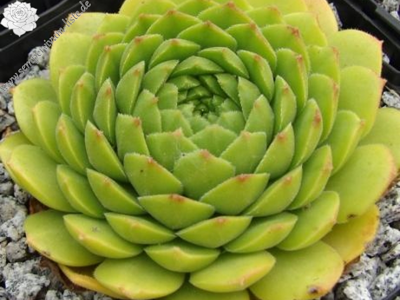 sp. from Ovit Dağı Geçidi