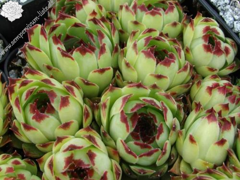 calcareum from Mont Brune