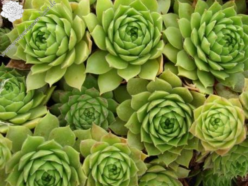 cantabricum ssp. urbionense from El Gaton No. 2