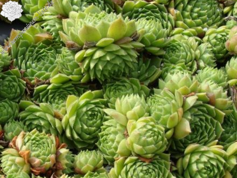 cantabricum ssp. urbionense from Soria