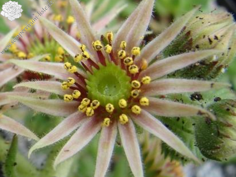 cantabricum ssp. urbionense from Soria