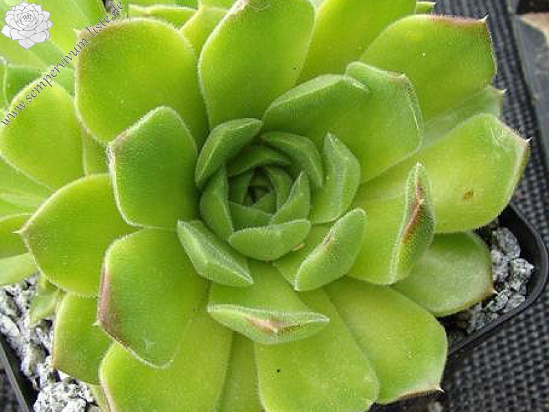 heuffelii from Pirin