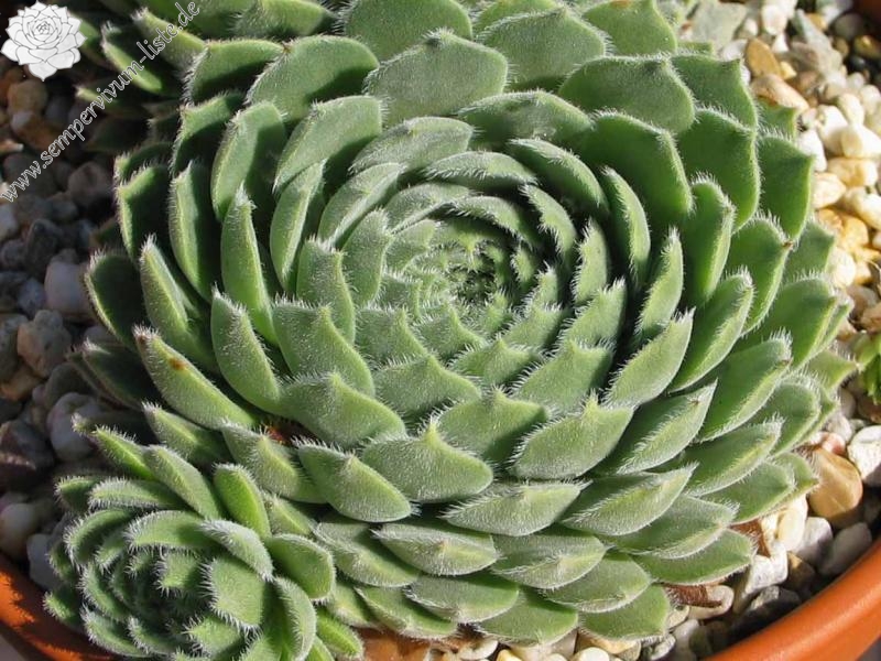 praegeri from Rilagebirge