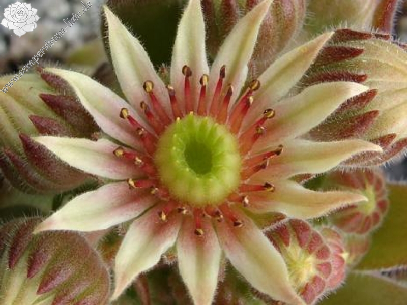 praegeri from Rilagebirge