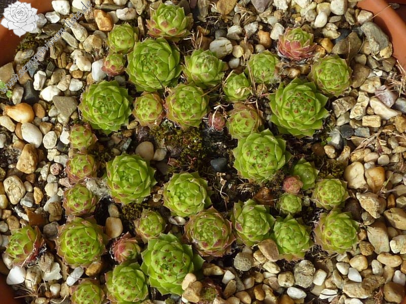 cantabricum ssp. urbionense from Puerto de Piqueras