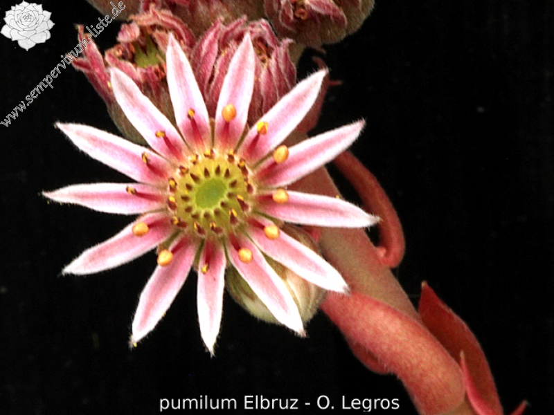 pumilum from Elbruz