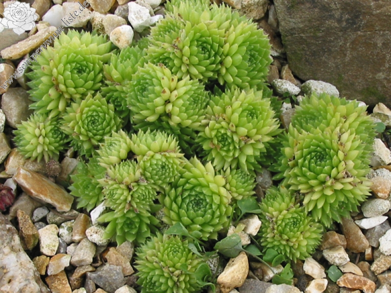 pumilum from Adyl Su