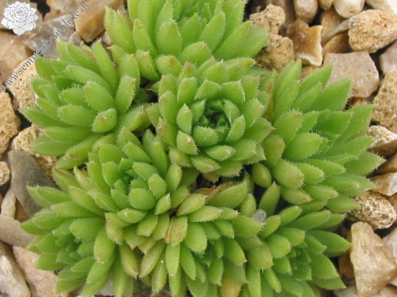 pumilum from Adyl Su
